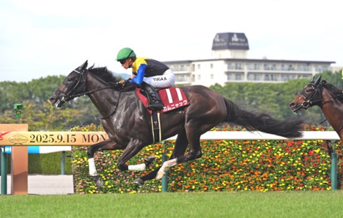 Tokyo Race Cards 17 May full structured race-by-race preview at Tokyo Racecourse