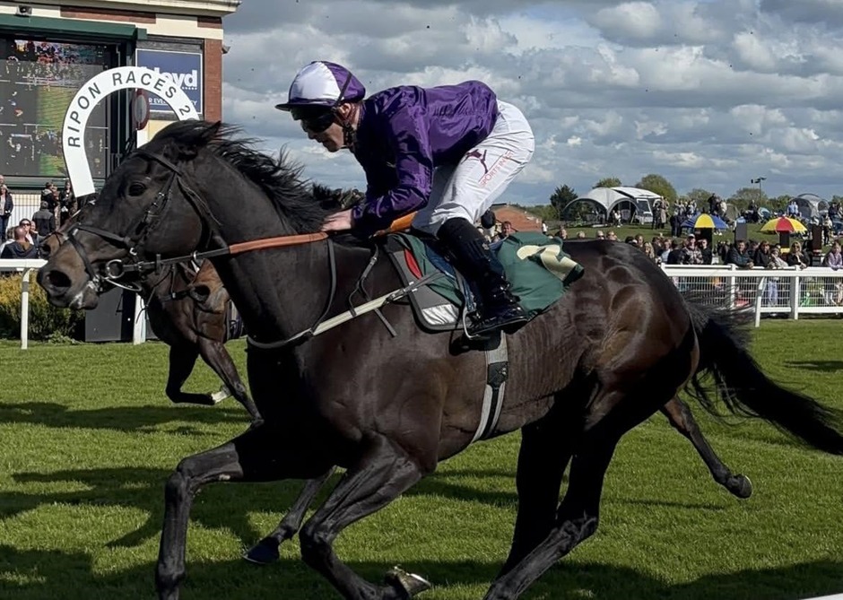 Jockey racing a horse at Ripon