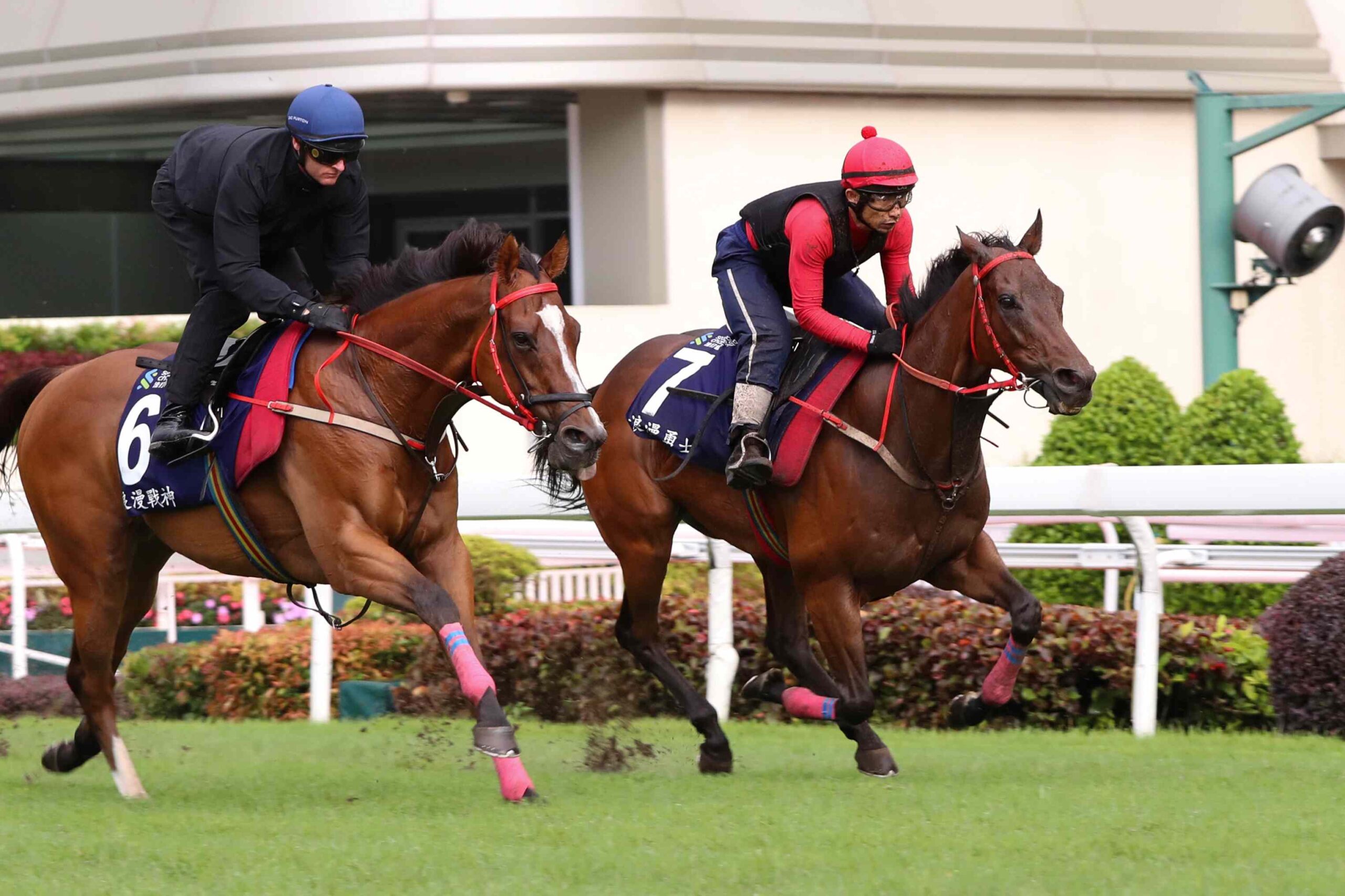 Romantic Warrior gallops at Sha Tin ahead of Champions & Chater Cup 2026
