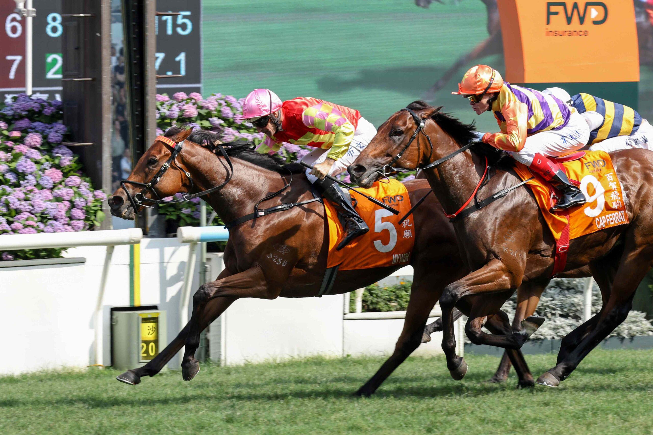 Cap Ferrat gallops ahead of the 2026 Champions & Chater Cup at Sha Tin