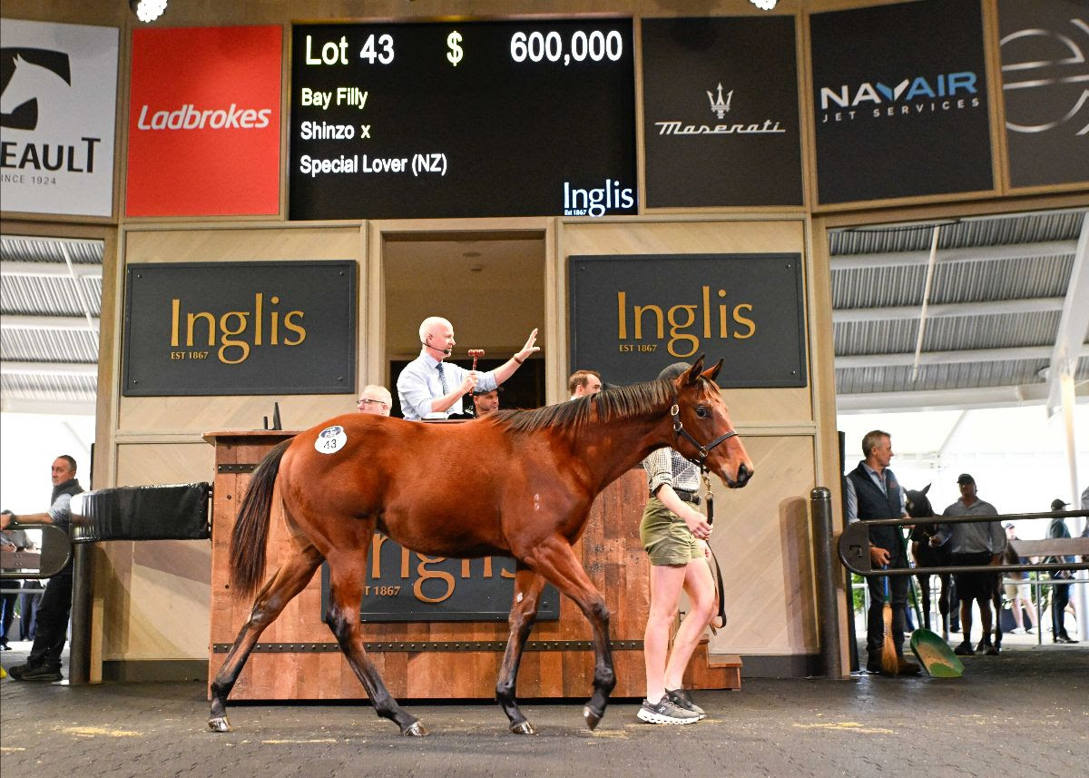 Shinzo filly sold for $600000 at Australian Weanling Sale Riverside