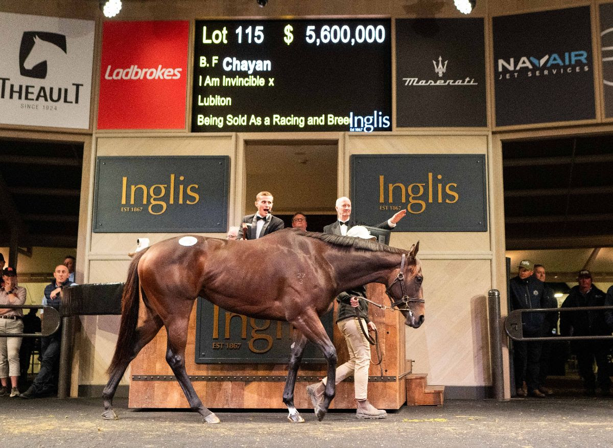 Chayan during the record-breaking Chairman’s Sale at Riverside Stables in Sydney