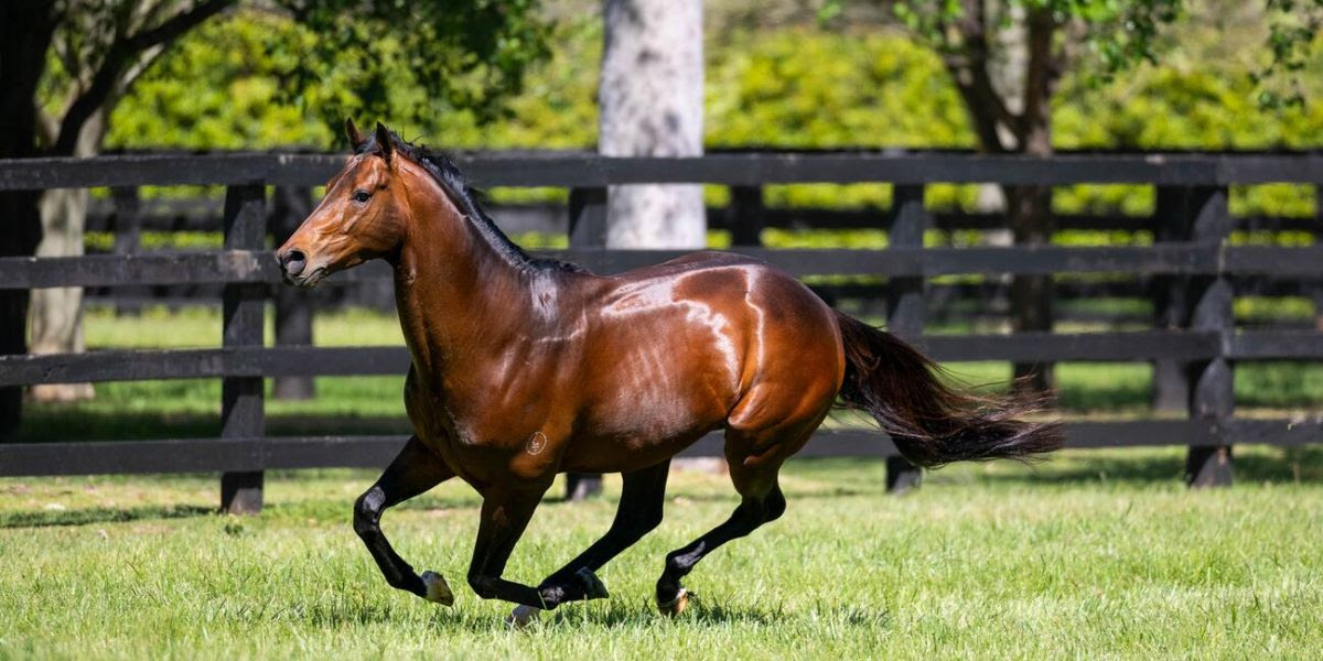 Affaire A Suivre in foal to Not This Time ahead of the Inglis Digital May (Early) Online Sale