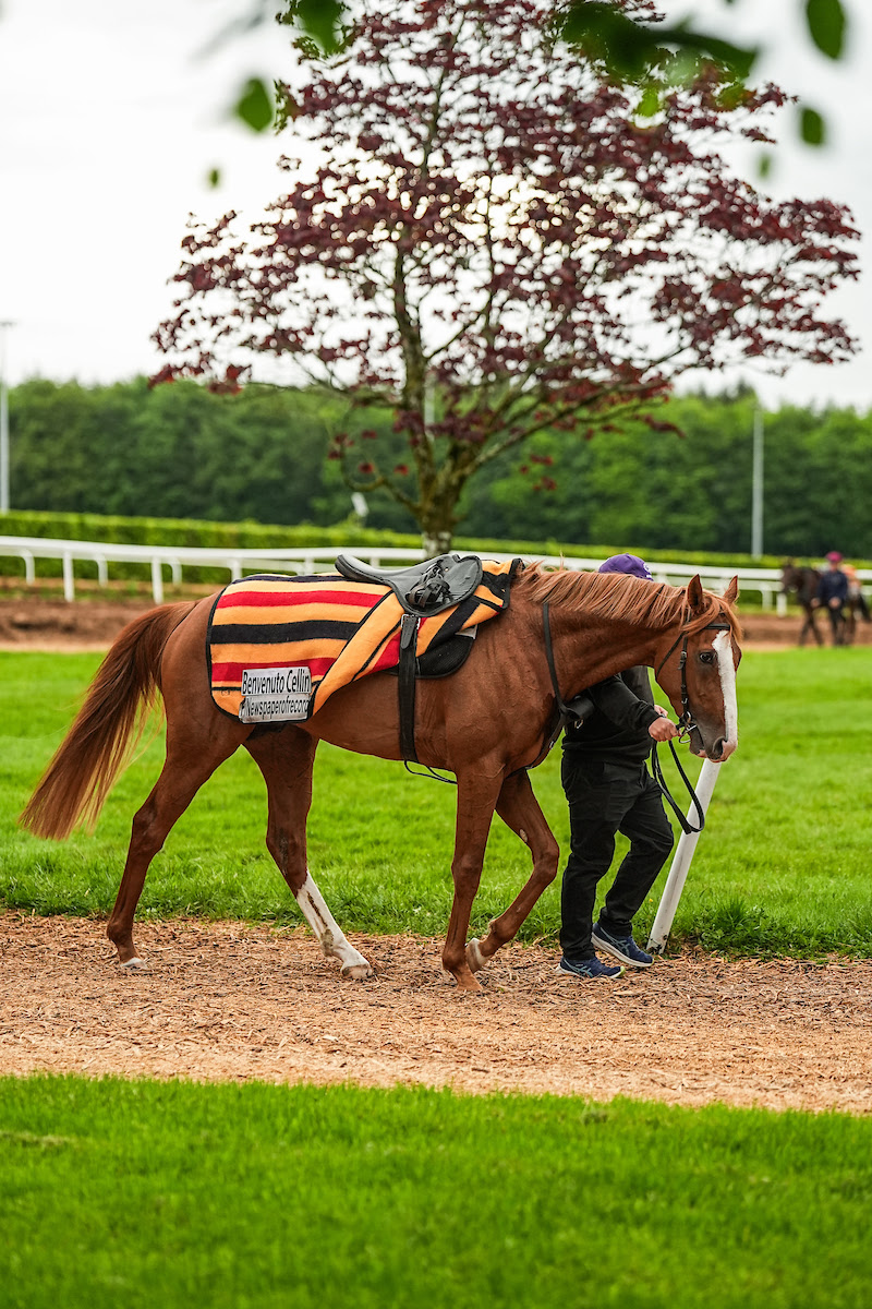 Chester Racecourse viewed during Classic trial racing action
