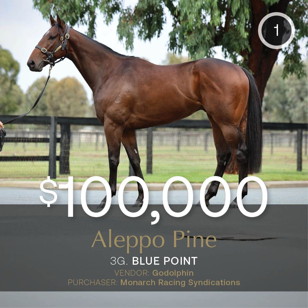 Aleppo Pine leading Inglis Digital May Sale results session