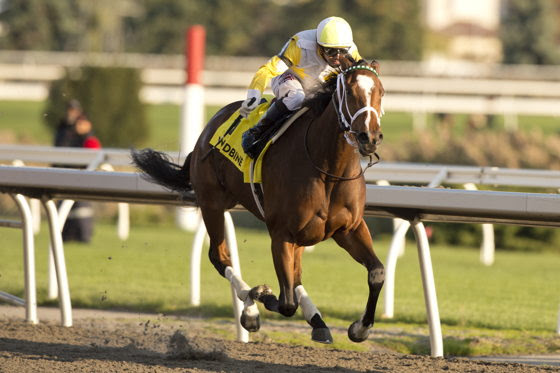 Dixie Law training ahead of the Woodbine Ruling Angel Stakes 2026 at Woodbine Racetrack