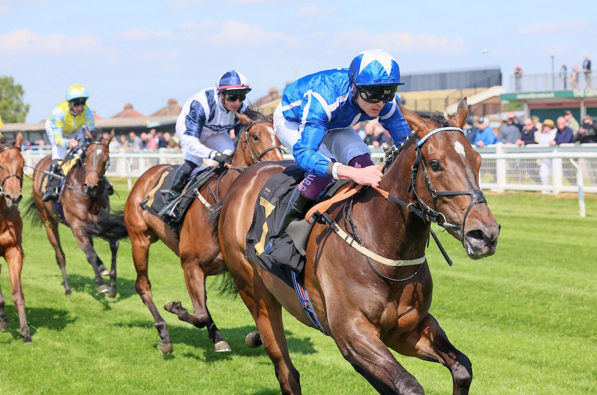 Venetian Sun working ahead of the Sandy Lane Stakes at Haydock Park