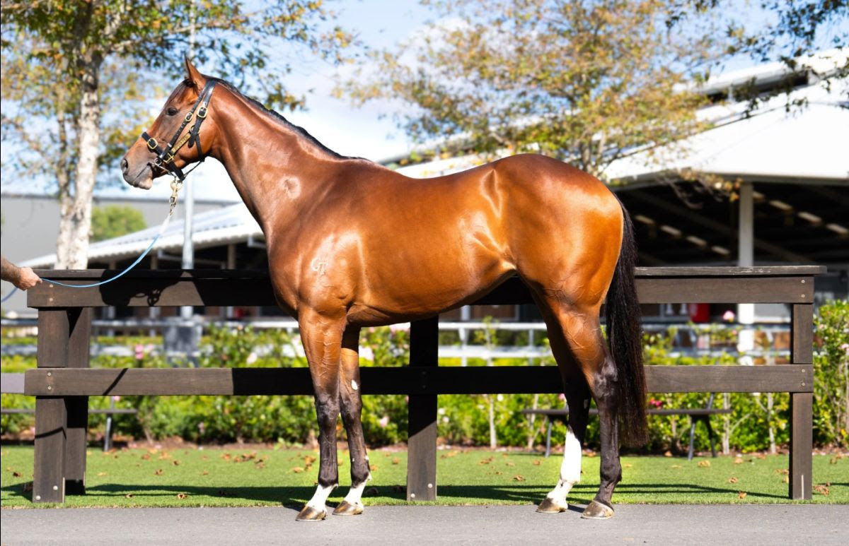 Fiorenza the Kingman mare featured in the Inglis Digital May Late Online Sale