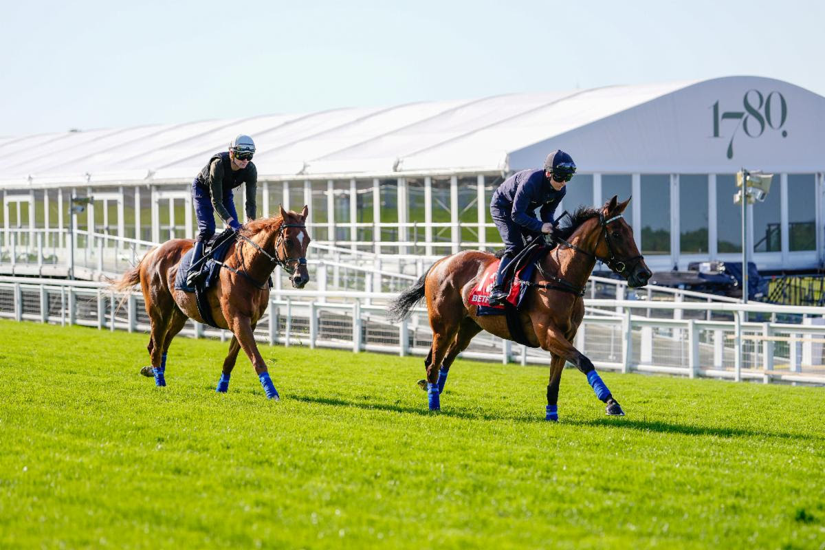 Legacy Link works at Epsom Downs during the Derby Festival gallops morning