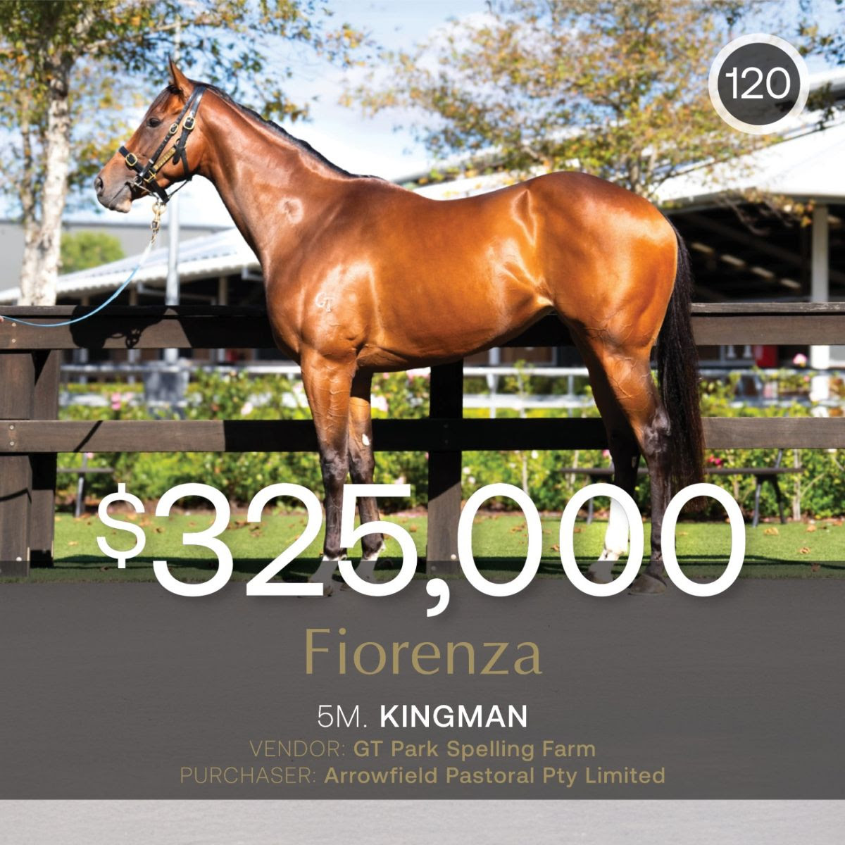 Fiorenza horse pedigree mare at Inglis Digital May Late Sale