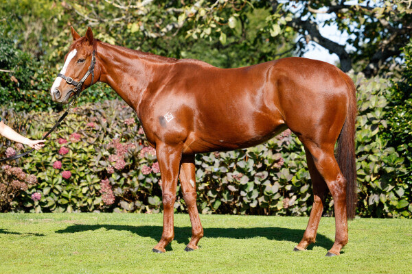 Young thoroughbred weanlings at Karaka sale parade ahead of NZB National Weanling Sale 2026