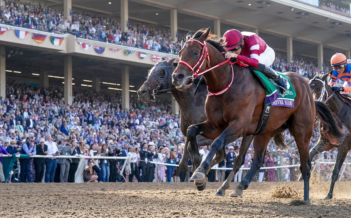 Forever Young racing champion preparing for Breeders’ Cup Classic campaign
