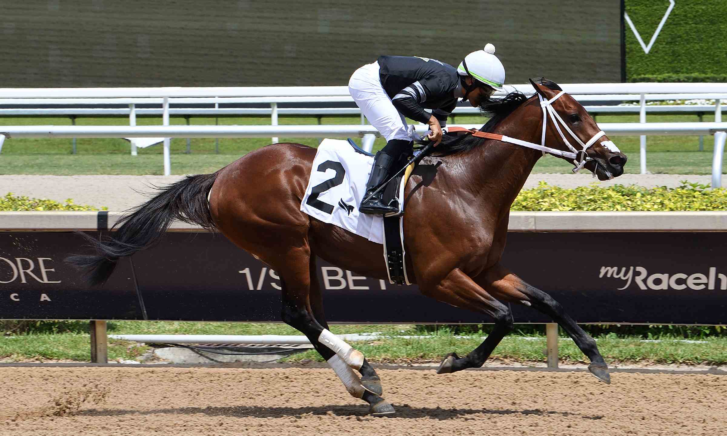 One Hundred Kings preparing for the Carry Back Stakes at Gulfstream Park
