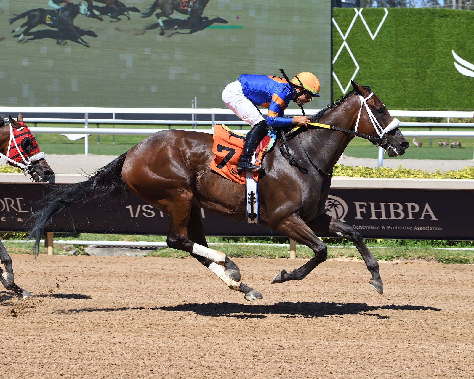 Practically Dark winning the Father’s Day feature at Gulfstream Park