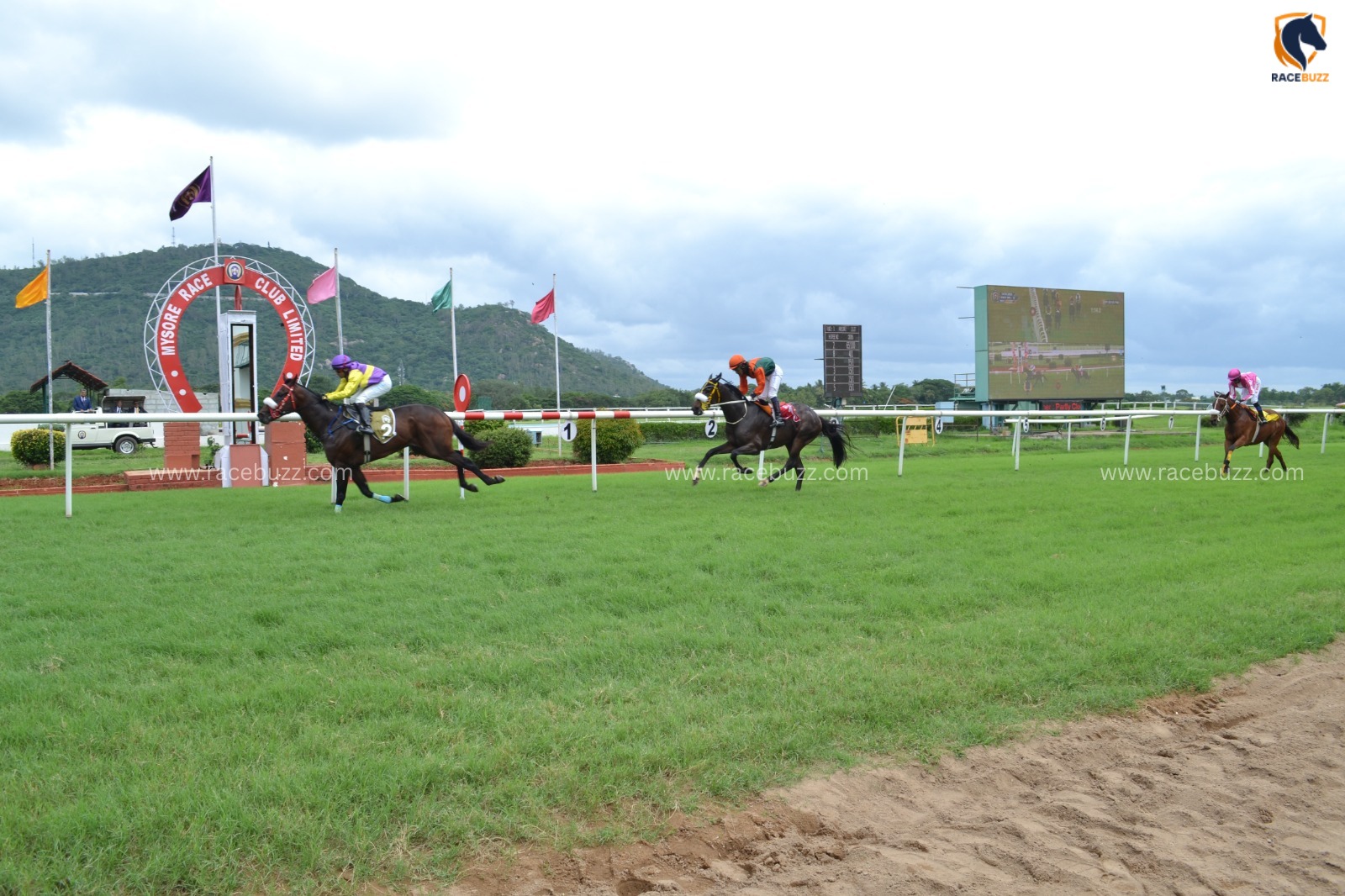 Mysore Race Cards 1 July horses lined up at Mysore Race Club starting gates