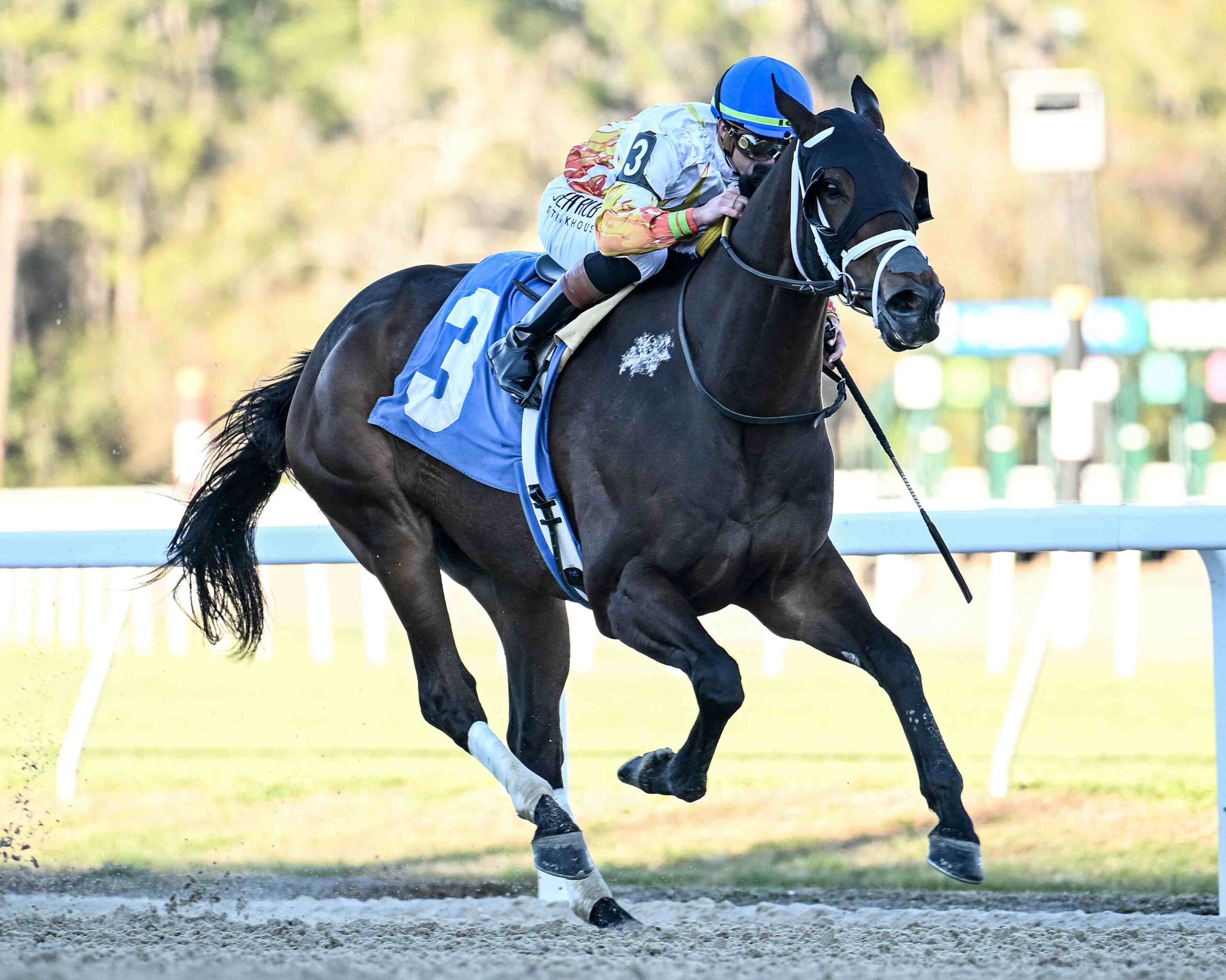 Concrete Glory leading a sprint field at Gulfstream Park