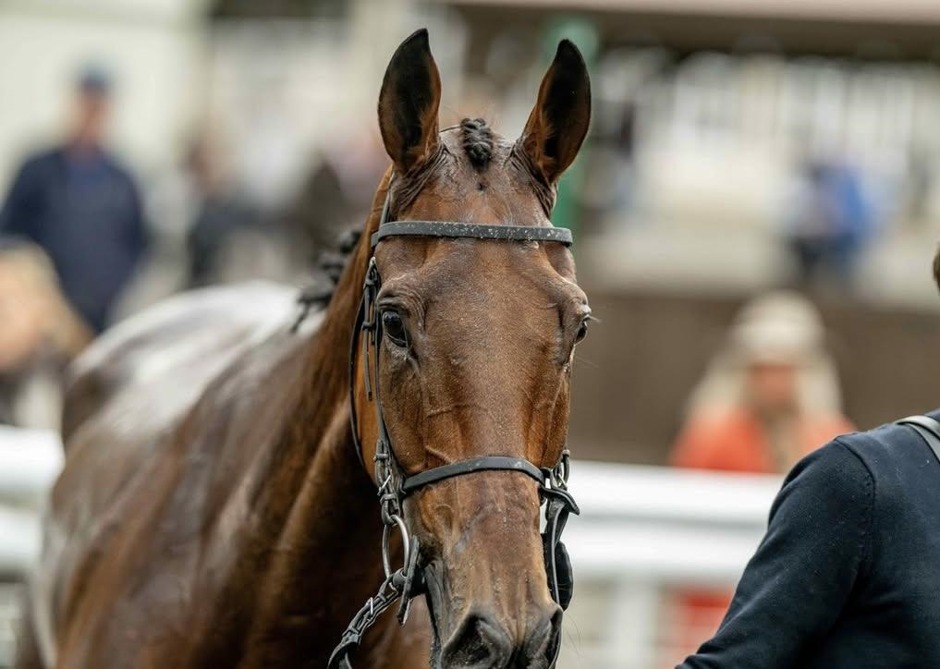 Fontwell Park racecards 10 June Wednesday jump racing action at Fontwell Park Racecourse