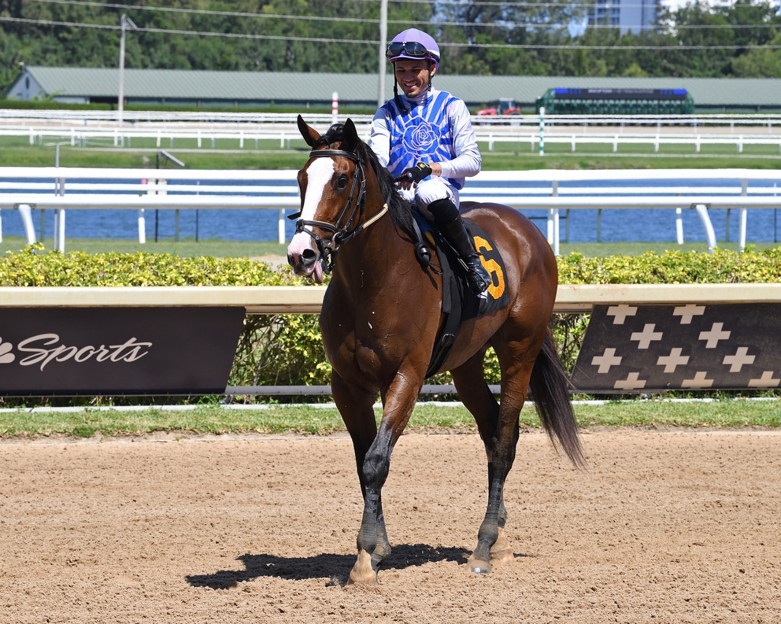 Moonstrocity competing in the Carry Back Stakes at Gulfstream Park