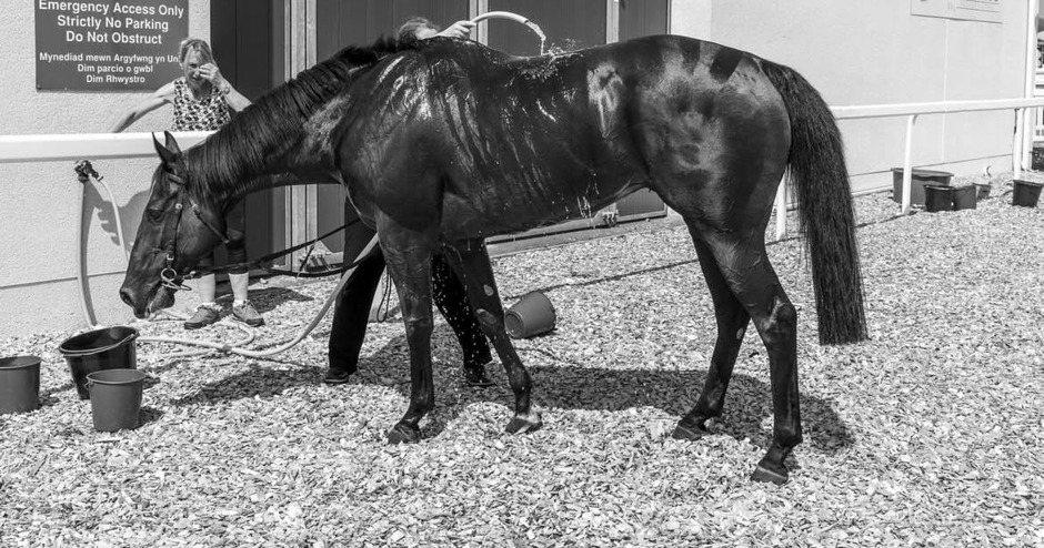 Ffos Las racecards 29 June Monday flat turf racing action at Ffos Las Racecourse