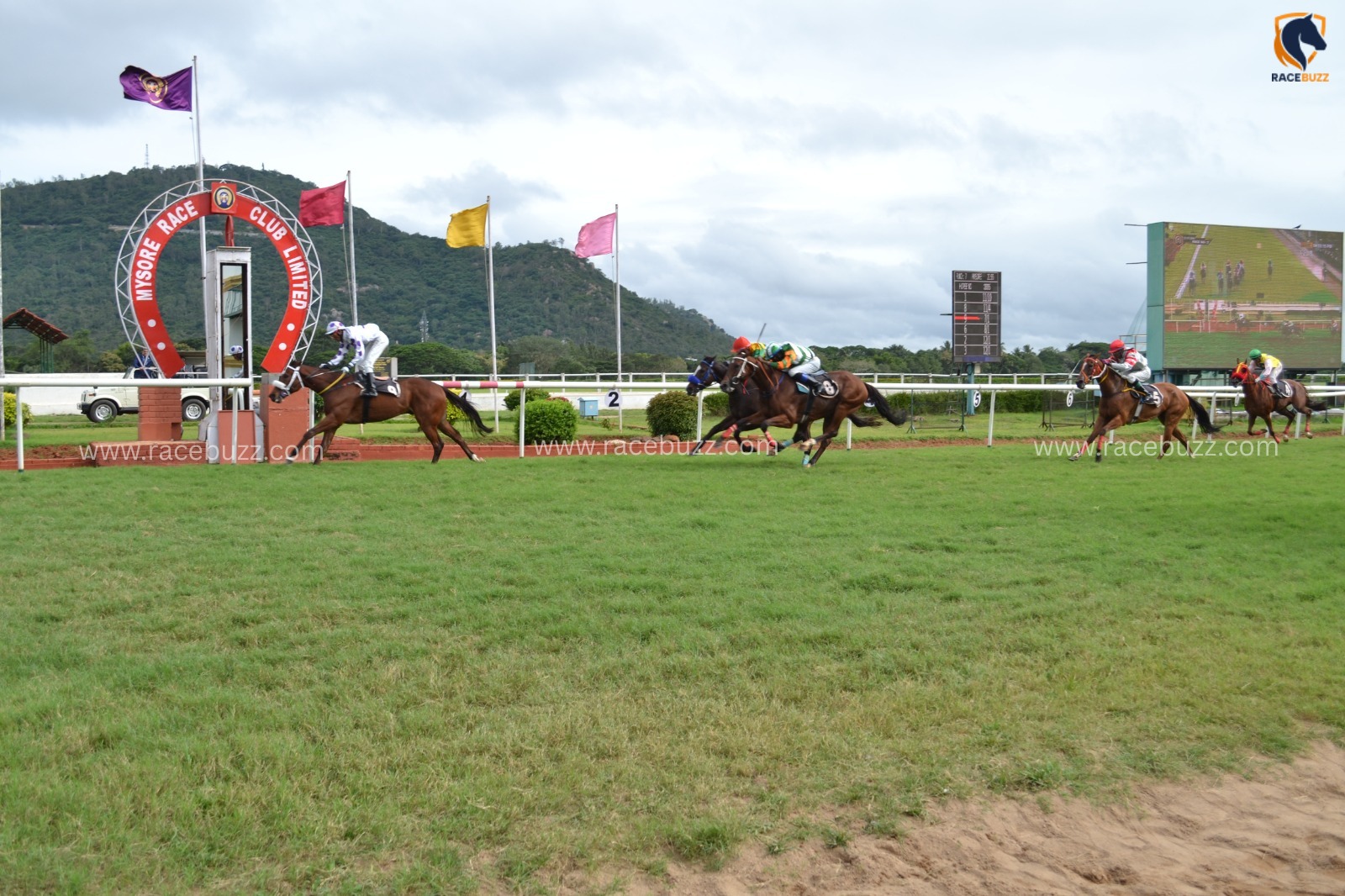 Mysore Racecourse turf during Mysore Race Cards 3 June Indian racing event