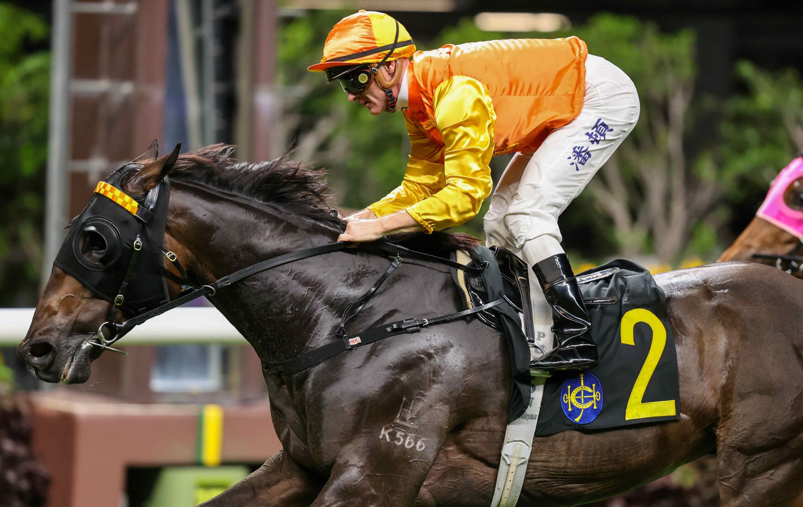 Armor Golden Eagle prepares for the Tai Tam Gap Handicap at Happy Valley Racecourse