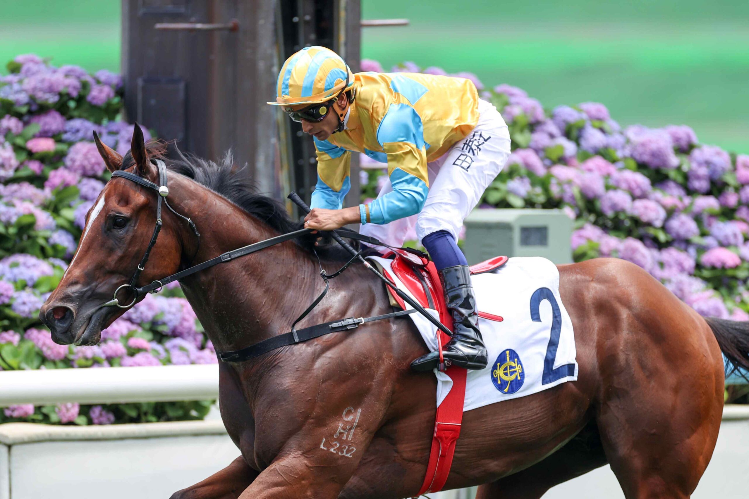 Mr Incredible preparing for Sha Tin race meeting