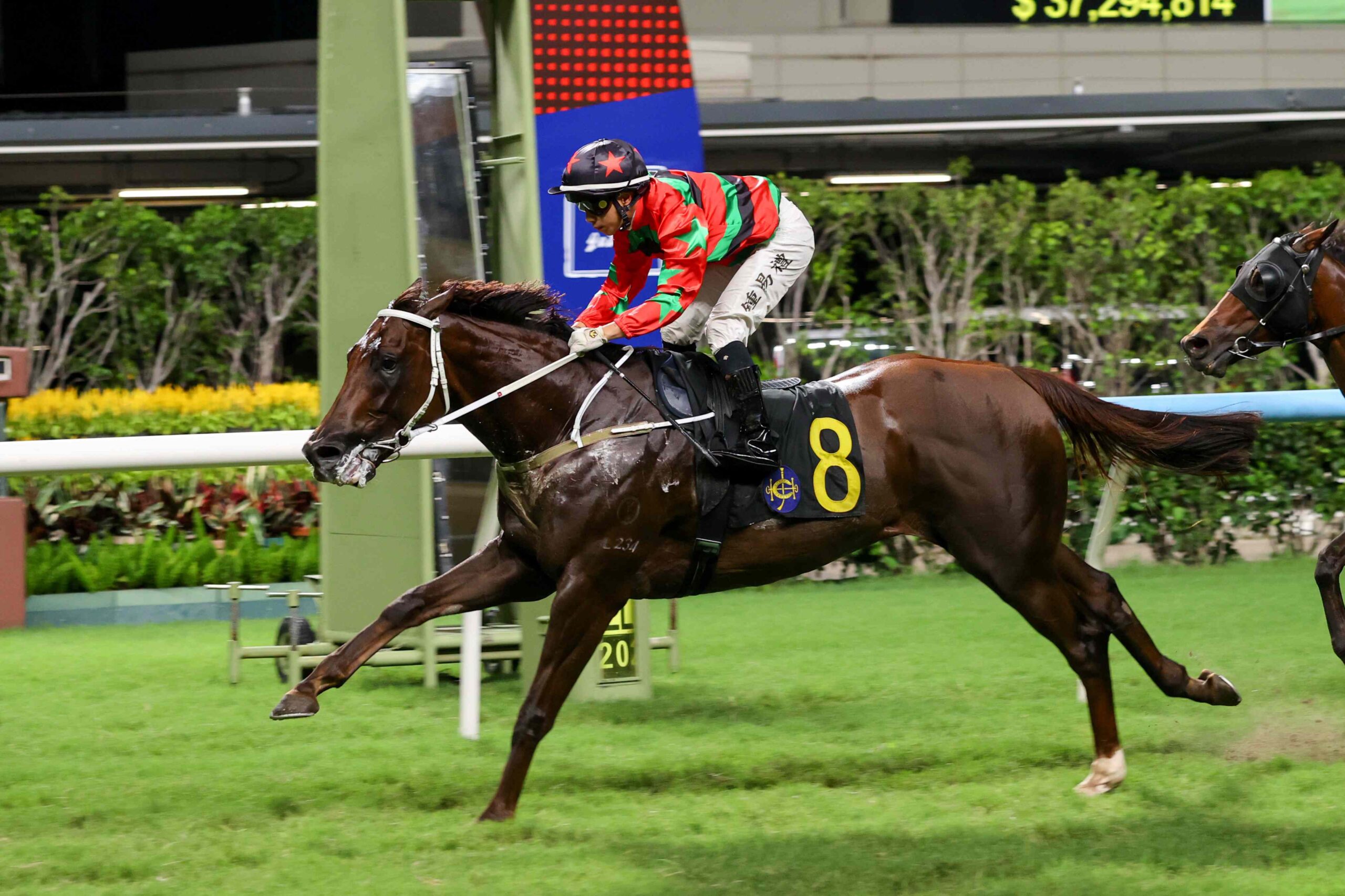 Public Attention and young Hong Kong racehorses competing at Sha Tin