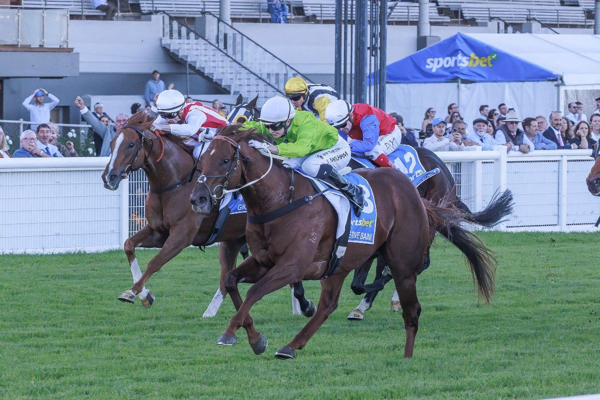 Reserve Bank Stallion Prospect Heads to Inglis Sale