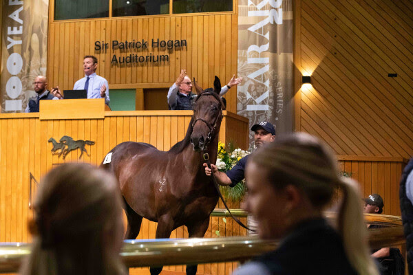 Karaka 2027 Entries Open After Record Sale Success