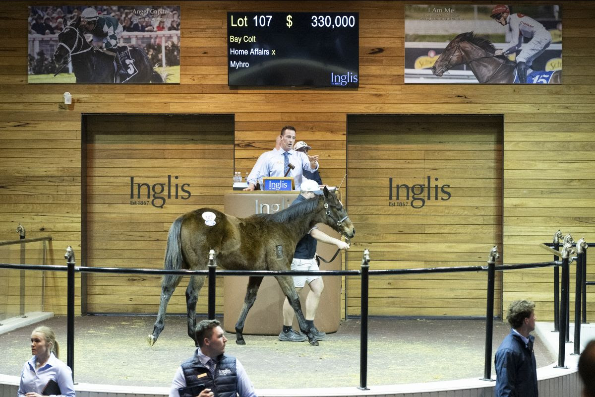 Great Southern Weanling Sale Results: Home Affairs Colt Sells for $330,000
