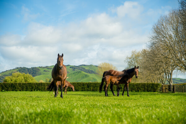 Thoroughbred mares and fillies in New Zealand paddock ahead of online breeding stock sale deadline