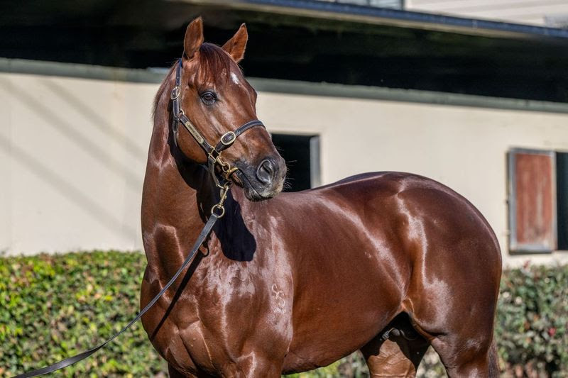 Reserve Bank Stallion Prospect and Auction Results