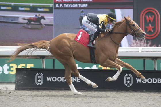 Money Heist and Wine After Whiskey featured in Georgian Bay and Lake Huron Stakes preview