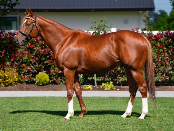 Chaldean first-crop weanling featured at NZB National Weanling Sale 2026