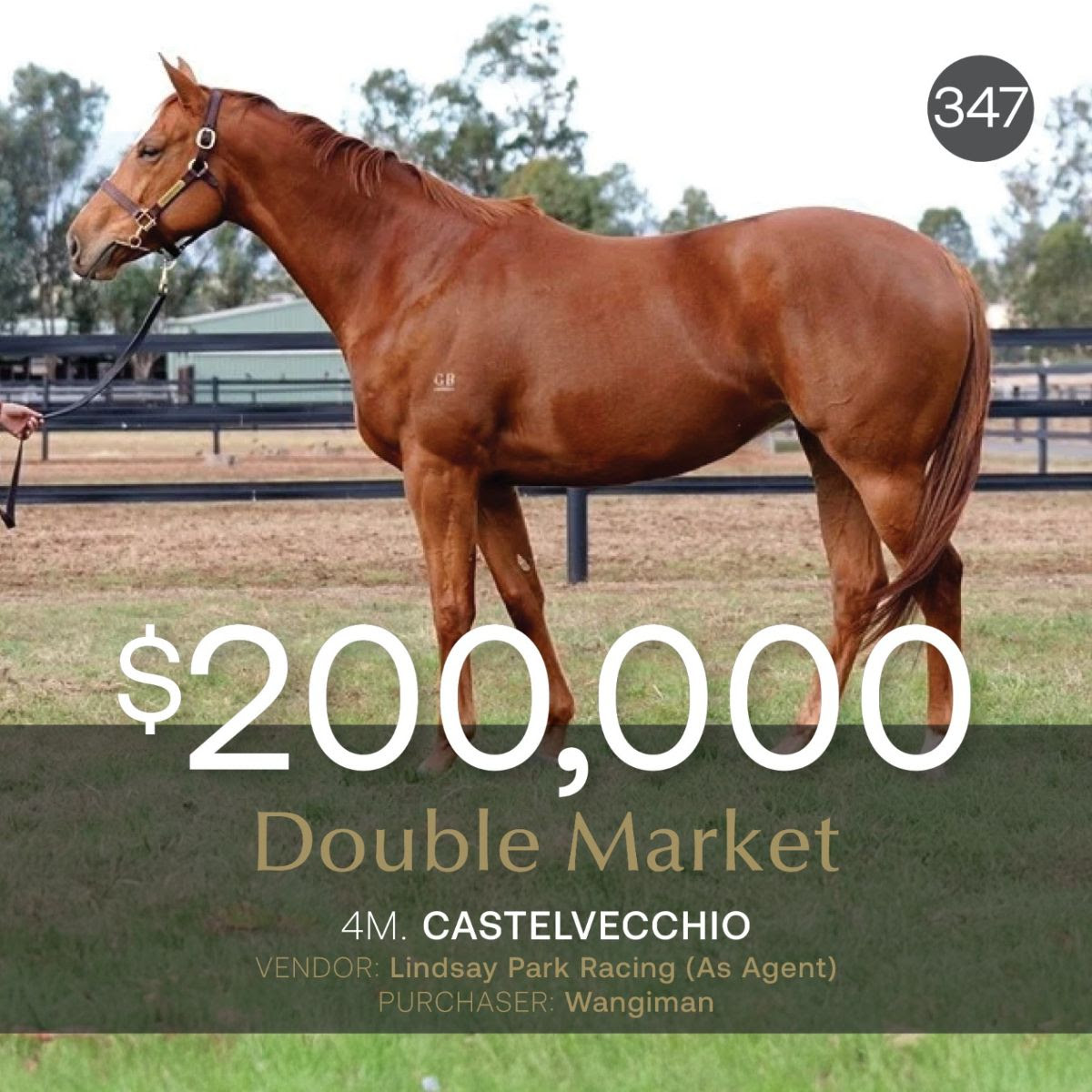 Double Market filly after leading Inglis Digital June Sale results