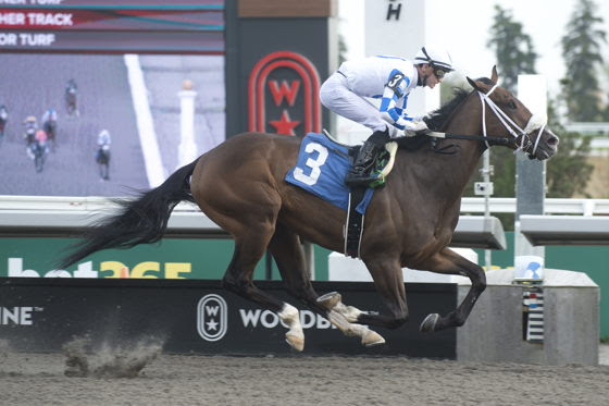Yukon Striker preparing for the Marine Stakes at Woodbine