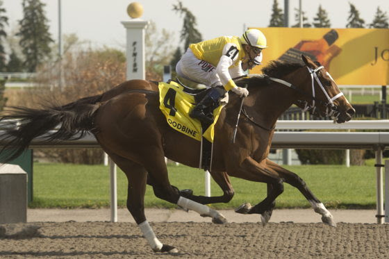 Dixie Law competing in the Selene Stakes preview at Woodbine