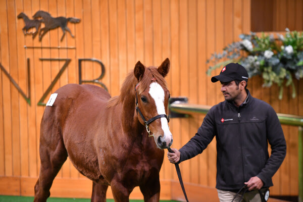 NZB National Weanling Sale 2026 at Karaka with buyers inspecting young thoroughbreds
