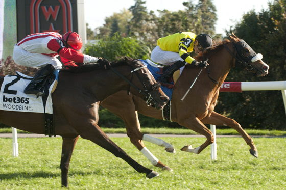 Miss Vyvyanne preparing for the Highlander Stakes at Woodbine