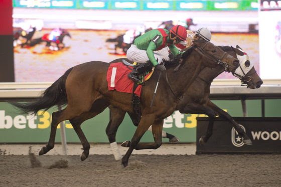 Mark Casse-trained horses Bessie Abott, Shifty and Without Cause before Royal North Stakes at Woodbine