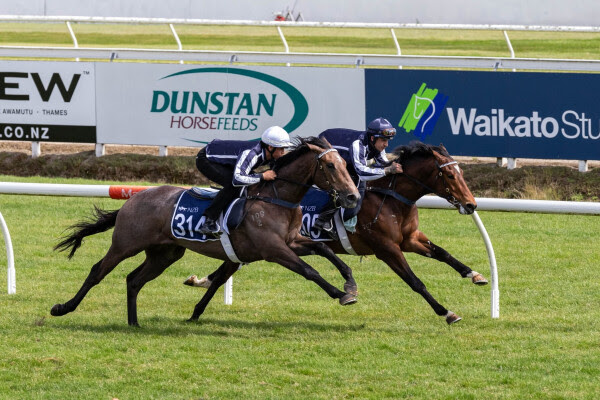 NZB Ready to Run Sale 2026 Entries Open for Karaka Two-Year-Old Event