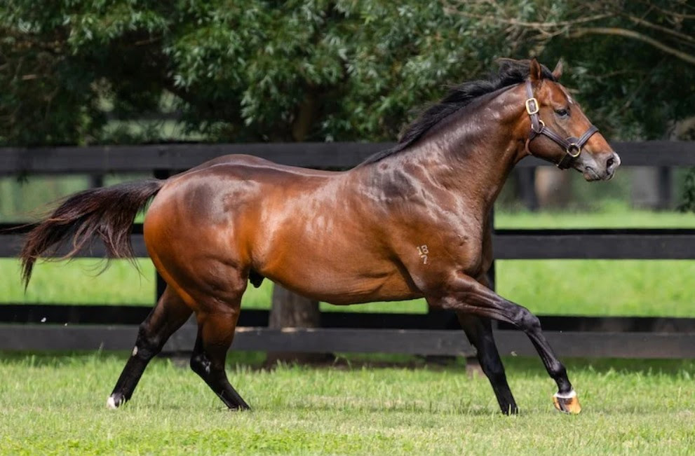 La Mexicana Inglis Digital June Early Sale catalogue highlight mare in foal Too Darn Hot