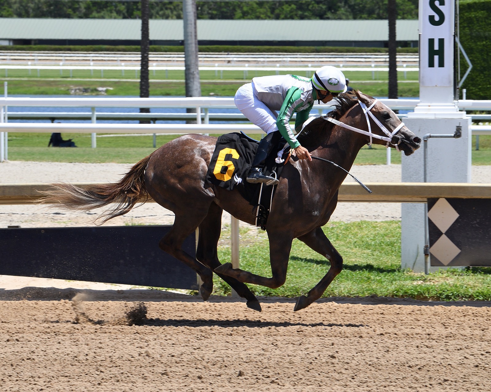 Boots returns for the 2026 Sharp Susan Stakes at Gulfstream Park after her impressive debut victory.