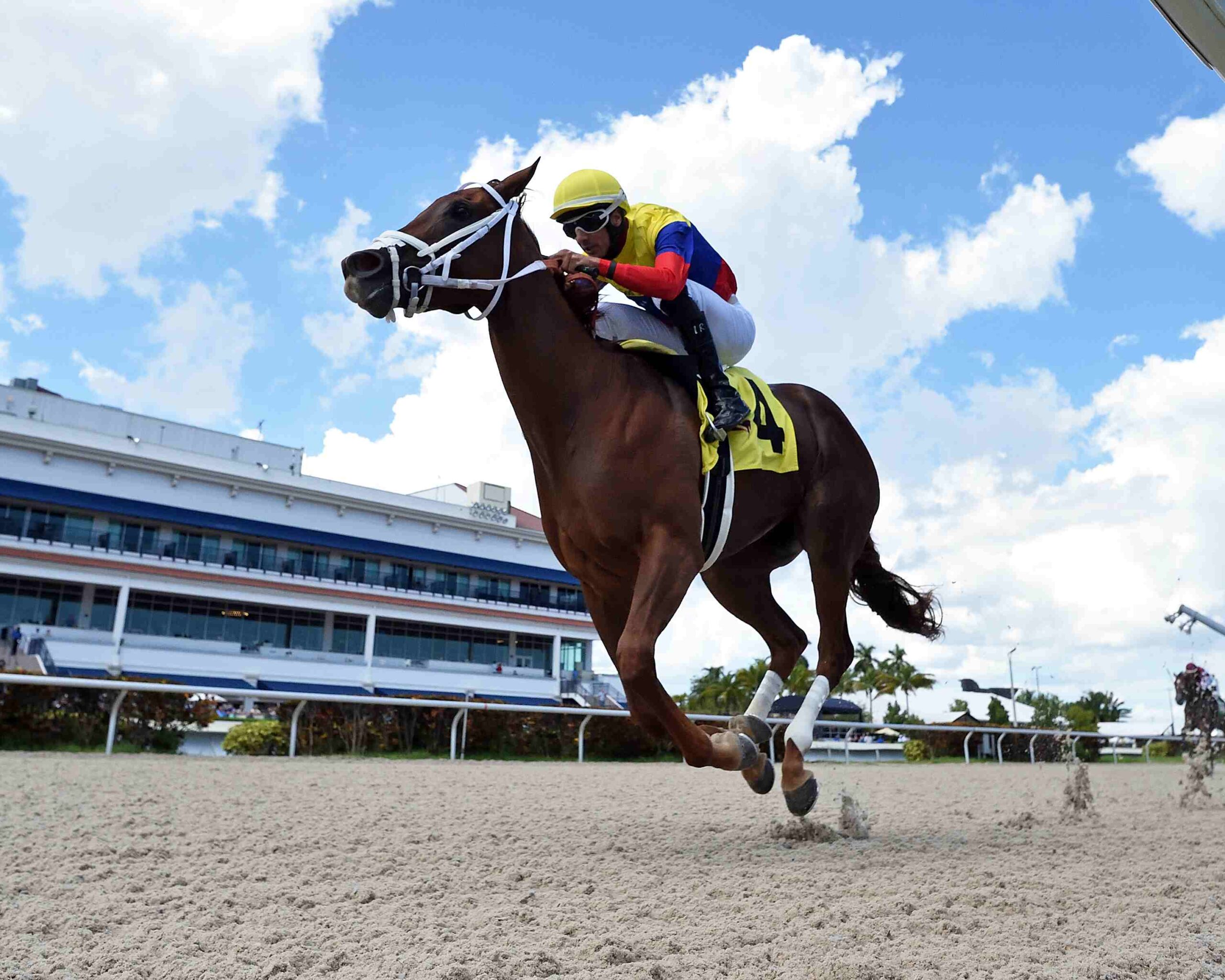 Great Venezuela and Tiffany Gold ahead of the Lady’s Island Gulfstream Park 2026 turf sprint.