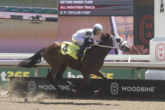 Mrs D prepares for Woodbine My Dear Stakes after impressive debut victory