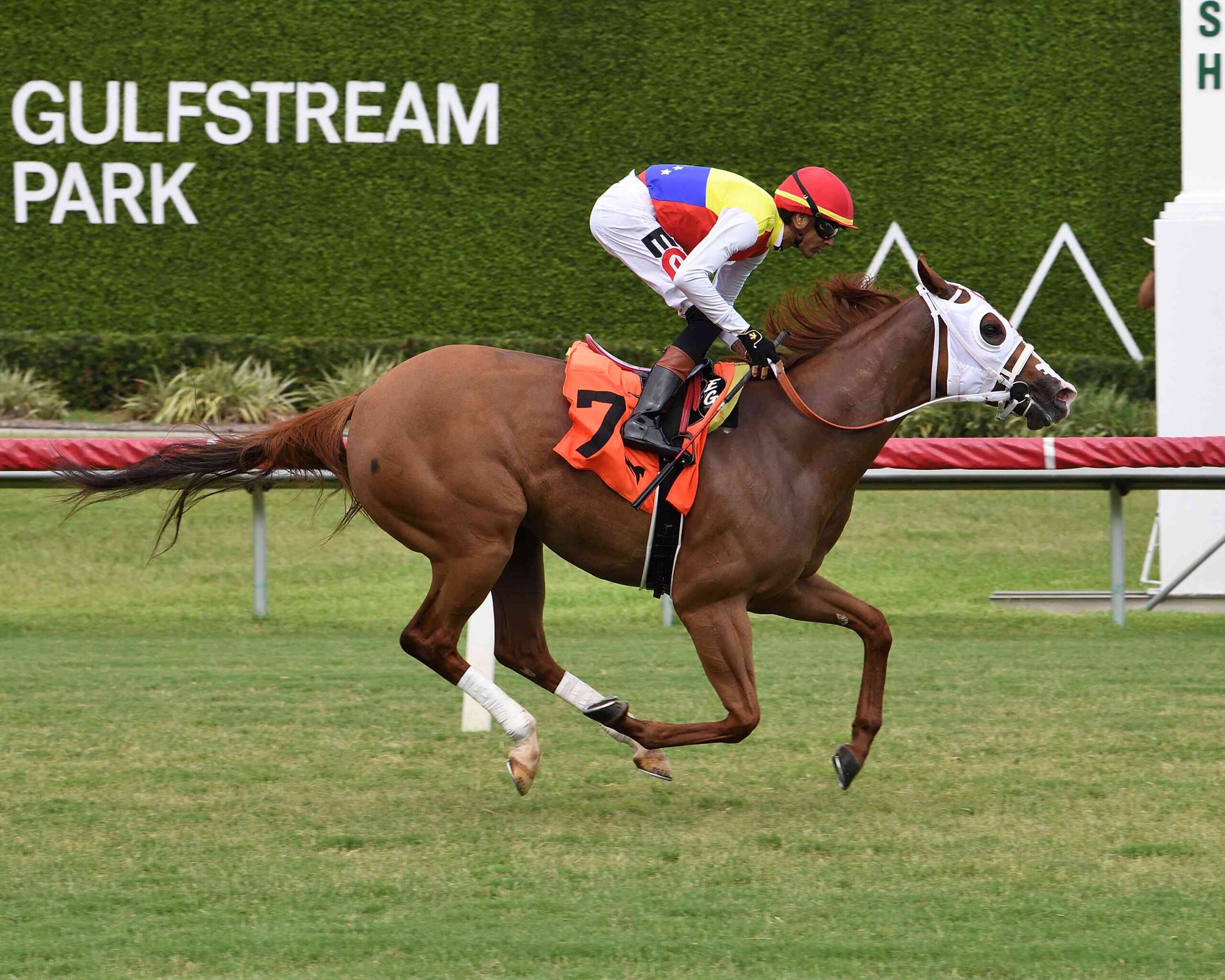 Tiffany Gold winning the Lady’s Island Handicap at Gulfstream Park