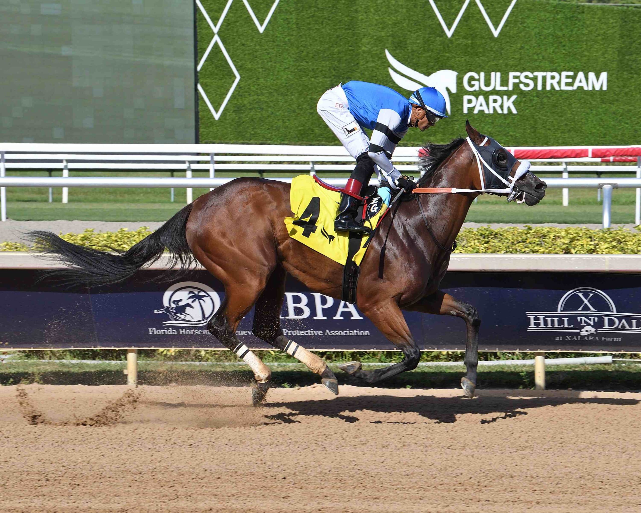 Viking preparing for the Black Diamond Cat Handicap at Gulfstream Park