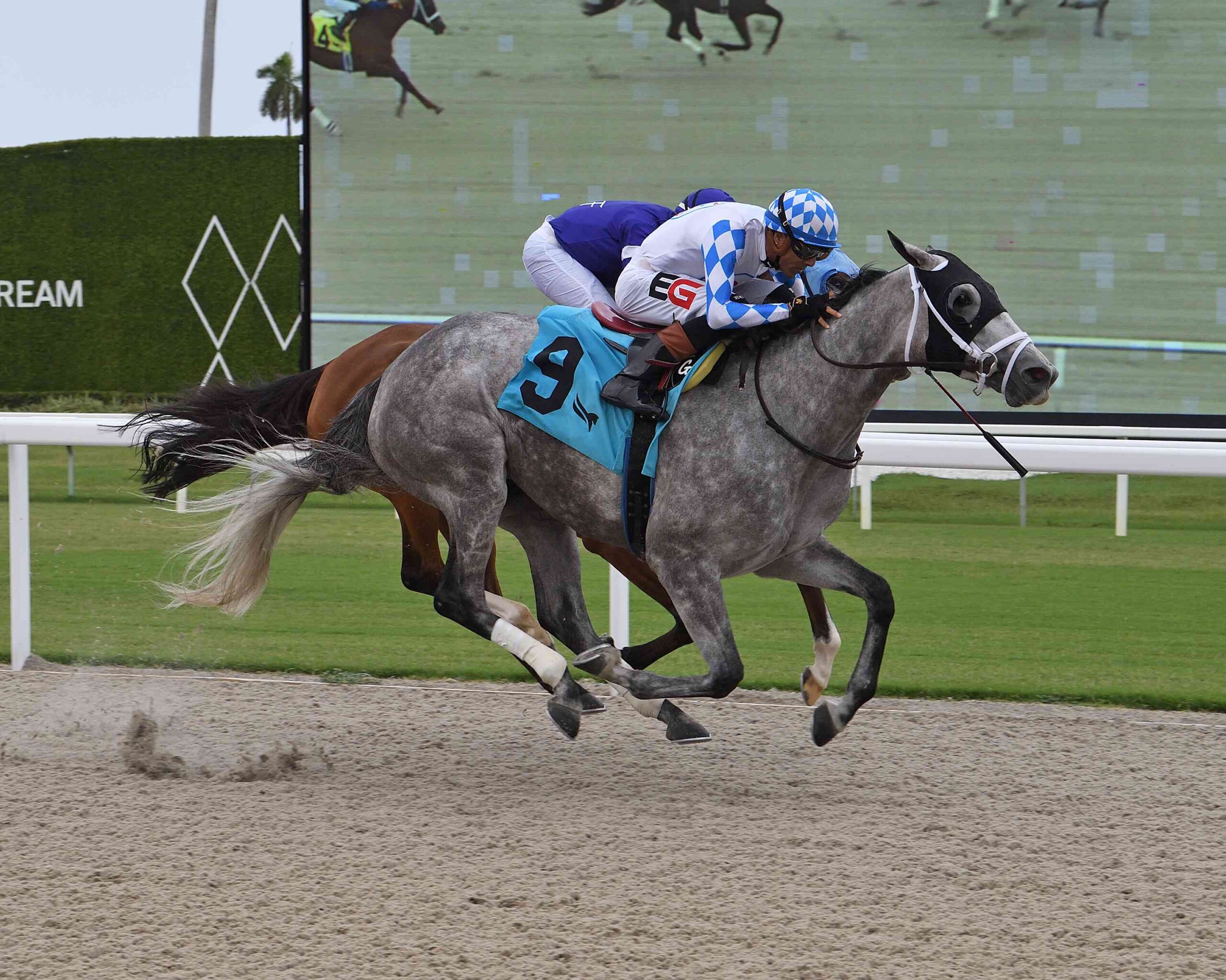 Vincey Girl winning Powder Break Stakes 2026 at Gulfstream Park