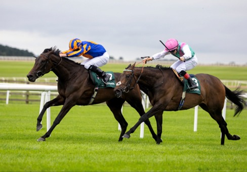 Down Royal Race Cards 17 July runners prepare for Friday's meeting at Down Royal Racecourse