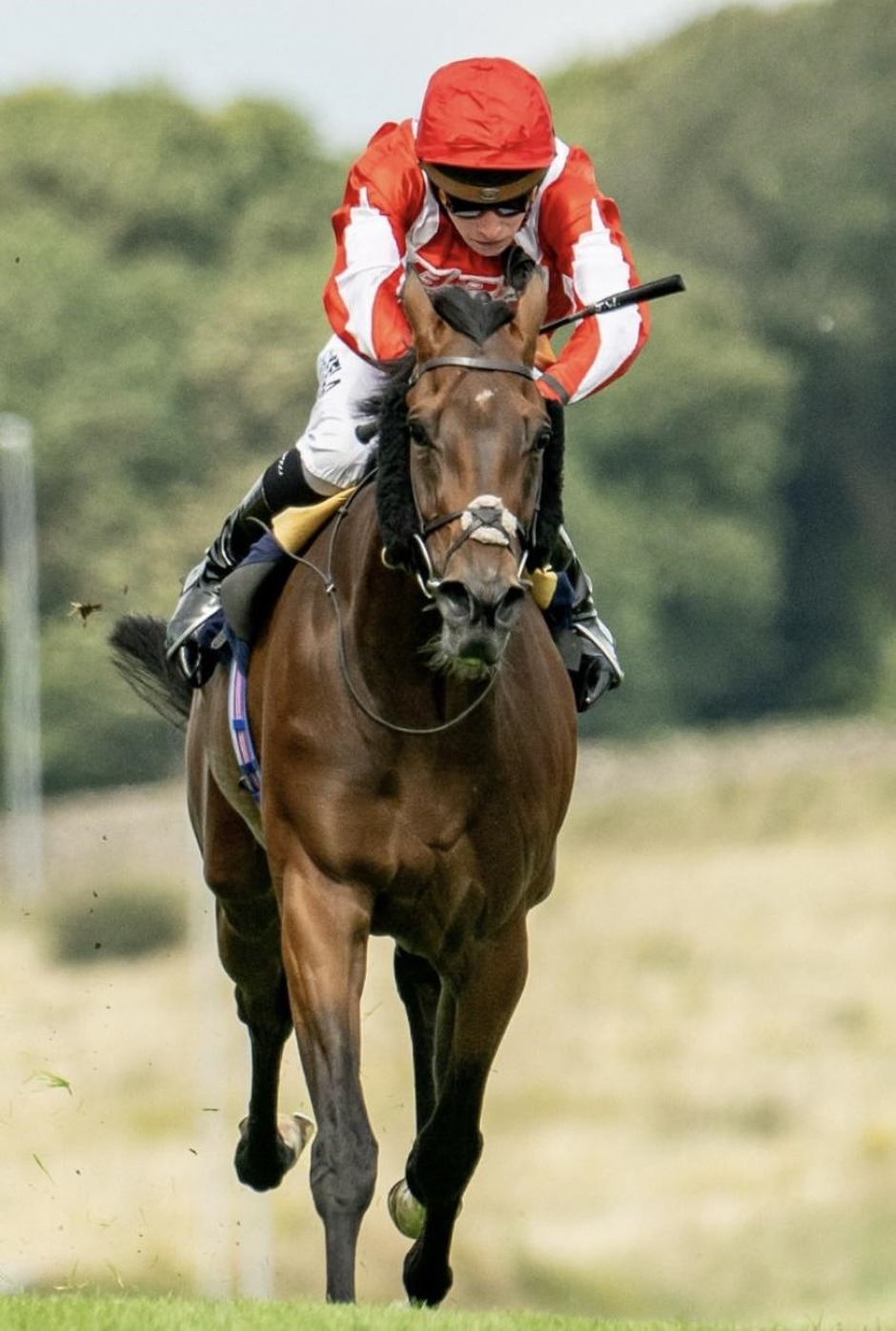 Brighton racecards 7 july Tuesday Flat Preview